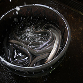 《養鰻池・管理》うなぎへ負荷がかからない様、水質や温度管理等、養鰻池の状態を24時間体制で管理。毎日うなぎの体調を見極めつつ、翌日の給餌量を決める等、うなぎの呼吸に合わせながら丹精込めて育てております。