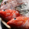 仕入れる鮮魚は市場直送！いつでも新鮮な魚介をお届けいたします！