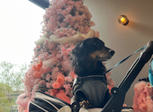 dog lounge yaburo ドッグラウンジヤブロ: ひらさんの2026年04月11日の1枚目の投稿写真