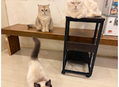 猫カフェ クラウド: あおまめさんの2026年03月29日の2枚目の投稿写真