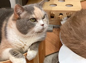 猫カフェ　Kitty mam(キティマム): ぶどうさんの2023年07月の1枚目の投稿写真