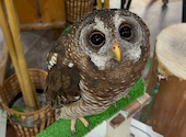あうるぱーく フクロウカフェ 池袋西口: みつばちさんの2026年08月20日の1枚目の投稿写真