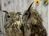 あうるぱーく フクロウカフェ 池袋西口: みつばちさんの2026年08月20日の2枚目の投稿写真