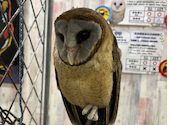 あうるぱーく フクロウカフェ 池袋西口: みつばちさんの2026年08月20日の3枚目の投稿写真