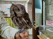 あうるぱーく フクロウカフェ 池袋西口: かおるんさんの2024年04月19日の1枚目の投稿写真