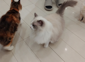猫カフェ クラウド: メル君さんの2026年03月23日の2枚目の投稿写真