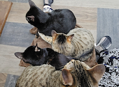 ねこ空間 チャモラ CYAMOLA: ダンスキャットさんの2024年09月10日の1枚目の投稿写真