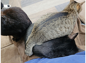 ねこ空間 チャモラ CYAMOLA: ダンスキャットさんの2024年09月10日の2枚目の投稿写真