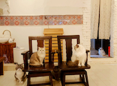 猫カフェ クラウド: コナさんの2025年04月19日の2枚目の投稿写真