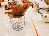 猫カフェ クラウド: コナさんの2025年04月19日の3枚目の投稿写真