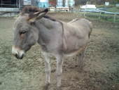 ラ・クッチーナ・カドーレ: コロンさんの2011年12月02日の3枚目の投稿写真