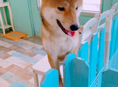 小動物カフェ はなはな: あゆみさんの2021年03月28日の1枚目の投稿写真