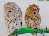 小動物カフェ はなはな: あゆみさんの2021年03月28日の2枚目の投稿写真