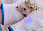 小動物カフェ はなはな: あゆみさんの2021年03月28日の3枚目の投稿写真