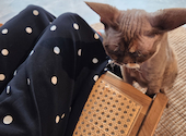 Future Pets Cat Cafe : よっしーさんの2026年09月15日の1枚目の投稿写真