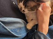 Future Pets Cat Cafe : よっしーさんの2026年09月15日の2枚目の投稿写真