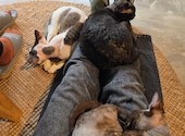 Future Pets Cat Cafe : よっしーさんの2026年09月15日の3枚目の投稿写真