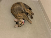 猫ダイニングA caT エーキャット: あいりさんの2026年07月02日の3枚目の投稿写真