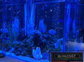 アクアリウムレストラン Nautilus ノーチラス 上野: さなさんの2026年06月30日の1枚目の投稿写真