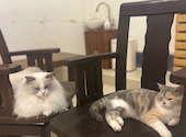 猫カフェ クラウド: ミキさんの2025年02月28日の2枚目の投稿写真