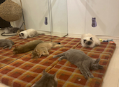 猫カフェ クラウド: ミキさんの2025年02月28日の3枚目の投稿写真