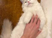猫カフェ クラウド: ルウナさんの2023年12月05日の2枚目の投稿写真