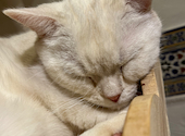 猫カフェ クラウド: ルウナさんの2023年12月05日の3枚目の投稿写真