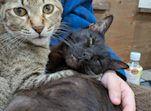 ねこ空間 チャモラ CYAMOLA: アンジさんの2026年05月25日の2枚目の投稿写真
