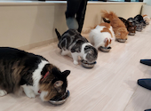Cat Cafe MOFF グランベリーパーク店: えっちゃんさんの2026年03月08日の1枚目の投稿写真