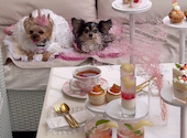 HAUTE COUTURE CAFE omotesando オートクチュールカフェオモテサンドウ: みきてぃさんの2026年05月31日の3枚目の投稿写真