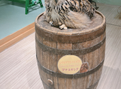 フクロウに会える店　ふわふわ: りすさんの2025年05月01日の1枚目の投稿写真