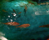 釣船茶屋 ざうお 難波本店: うっづんさんの2008年06月23日の1枚目の投稿写真