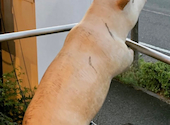 名古屋名物!味噌とんちゃん屋 神の倉ホルモン: ばにーさんの2026年06月08日の2枚目の投稿写真