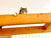猫カフェ　美観neko: mikeyさんの2022年10月の1枚目の投稿写真