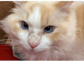 猫カフェ　Kitty mam(キティマム): ねこさんの2023年06月の1枚目の投稿写真