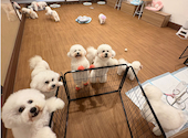 ドッグカフェ ルミナス 県庁前: にしゆっきーさんの2026年08月10日の3枚目の投稿写真