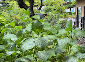 五頭の山茂登 新潟店: ほーりさんの2026年06月03日の1枚目の投稿写真