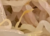 肉汁とっつぁん 吉祥寺店: RYさんの2026年08月28日の1枚目の投稿写真