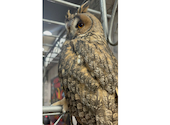 あうるぱーく　フクロウカフェ 池袋西口: はなまりさんの2024年09月の1枚目の投稿写真