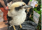 あうるぱーく フクロウカフェ 池袋西口: はなまりさんの2024年09月29日の2枚目の投稿写真