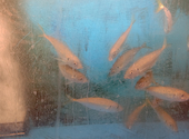 魚鮮水産 久米川南口店: パーマンさんの2024年12月29日の2枚目の投稿写真
