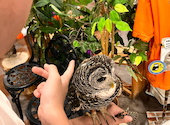 あうるぱーく フクロウカフェ 池袋西口: ちびみんさんの2026年09月27日の1枚目の投稿写真