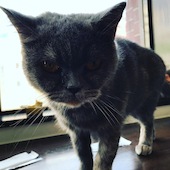 ねこカフェ&ねこ酒場 らて: ふーみんさんの2019年11月04日の2枚目の投稿写真