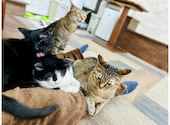 ねこ空間　チャモラ　CYAMOLA: tomeさんの2024年10月の1枚目の投稿写真