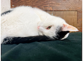 ねこ空間 チャモラ CYAMOLA: tomeさんの2024年10月04日の2枚目の投稿写真