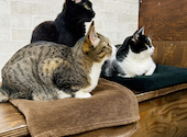 ねこ空間 チャモラ CYAMOLA: tomeさんの2024年10月04日の3枚目の投稿写真