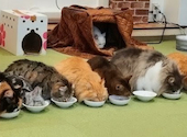 CAT CAFE 美観neko ビカンネコ: kさんの2026年10月04日の1枚目の投稿写真
