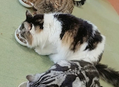 CAT CAFE 美観neko ビカンネコ: kさんの2026年10月04日の2枚目の投稿写真