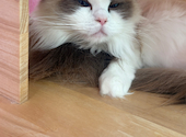 猫カフェ MIHOO 美頬 鶴橋店: なさんの2026年09月15日の1枚目の投稿写真