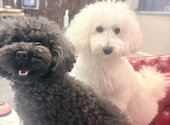 犬猫カフェ put on lap プットオンラップ 今池: しかさんさんの2026年08月15日の2枚目の投稿写真